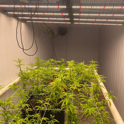 Luz Led De Cultivo Interior Powerlight Storm 640w Grow